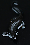 BB 09 0156 / Triturus cristatus / Storsalamander